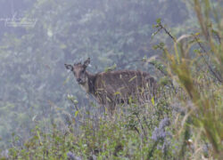 Goral