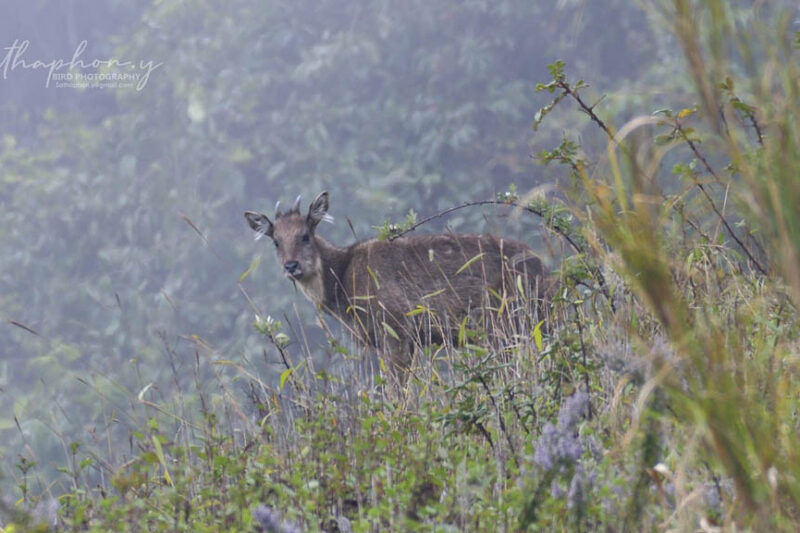Chiang Dao Biosphere Reserve