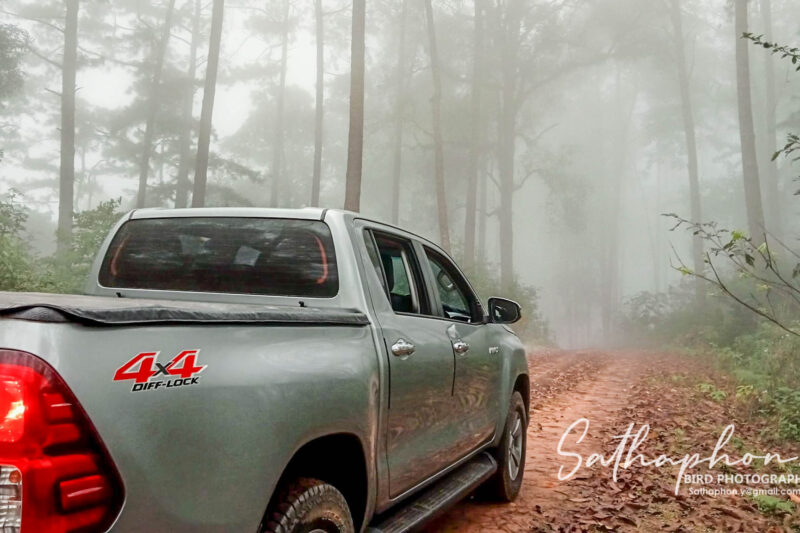 Car Renta
