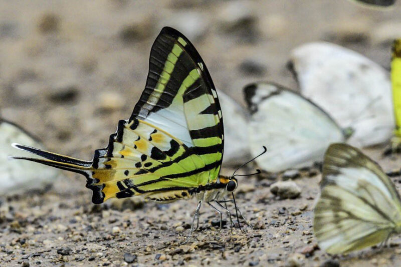 Colorful Wings Await in Chiang Dao