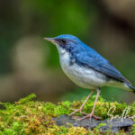 Siberian blue robin