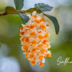 orchid