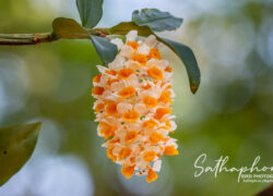 Dendrobium densiflorum
