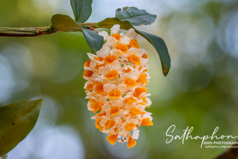 orchid