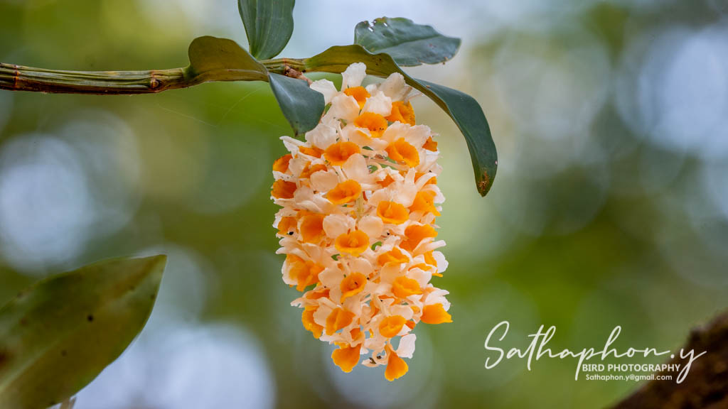 orchid