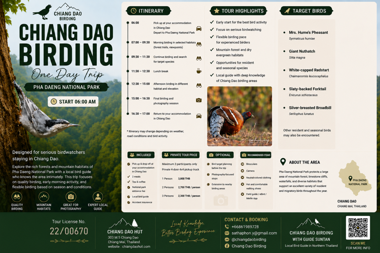 Chiang Dao Birding one day trip brochure for Pha Daeng National Park in Northern Thailand, featuring birdwatching itinerary, target birds, private tour pricing, local guide information, and mountain forest birding experience with Guide SunTan