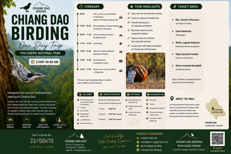 Chiang Dao Birding one day trip brochure for Pha Daeng National Park in Northern Thailand, featuring birdwatching itinerary, target birds, private tour pricing, local guide information, and mountain forest birding experience with Guide SunTan
