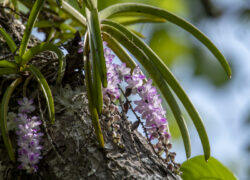 Aerides multiflora orchid with pink flowers blooming on a tree in Chiang Dao forest, Northern Thailand