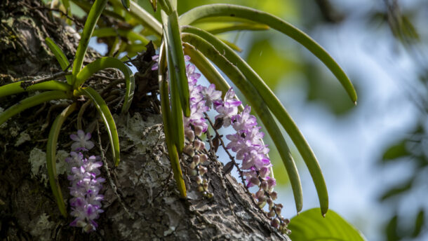 Aerides multiflora orchid with pink flowers blooming on a tree in Chiang Dao forest, Northern Thailand