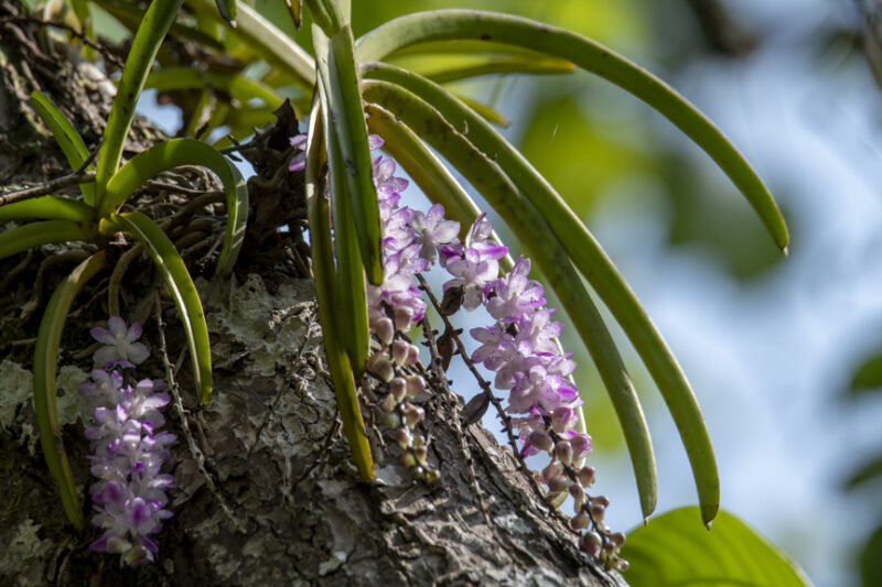 Aerides multiflora orchid with pink flowers blooming on a tree in Chiang Dao forest, Northern Thailand