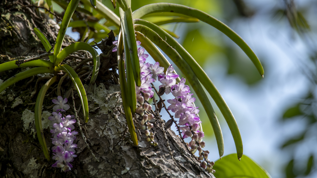 Aerides multiflora orchid with pink flowers blooming on a tree in Chiang Dao forest, Northern Thailand
