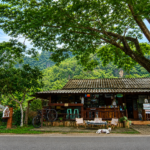 Traditional cafe in Chiang Dao surrounded by lush greenery, giant rain tree, and mountain scenery in Northern Thailand.