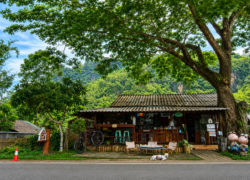 Traditional cafe in Chiang Dao surrounded by lush greenery, giant rain tree, and mountain scenery in Northern Thailand.