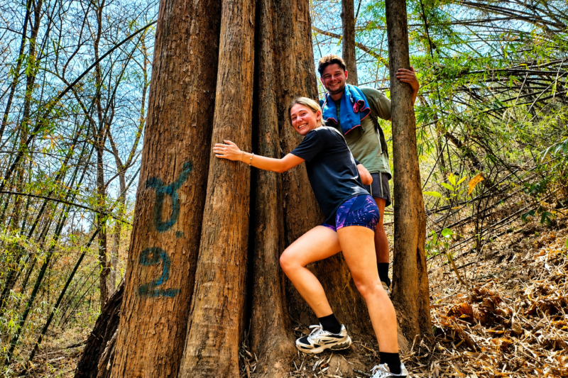 Visitors embracing a giant tree during a hiking tour in Chiang Dao forest, Chiang Mai, Thailand.