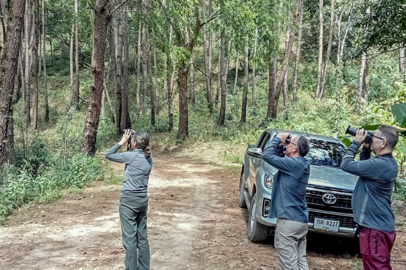 Birdwatchers searching for birds during a one-day birding tour in Chiang Dao, Chiang Mai, Thailand.