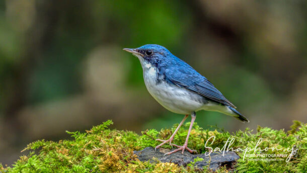 Wild bird photographed from the Bird Hide at Chiang Dao Hut