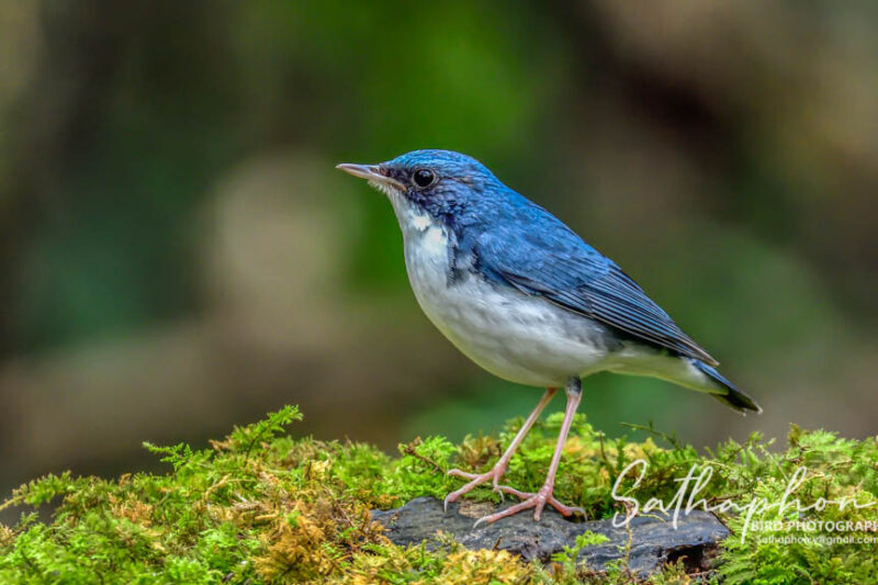 Wild bird photographed from the Bird Hide at Chiang Dao Hut