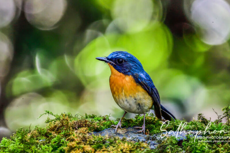 Bird Hide at Chiang Dao Hut – Bird Photography Close to Nature
