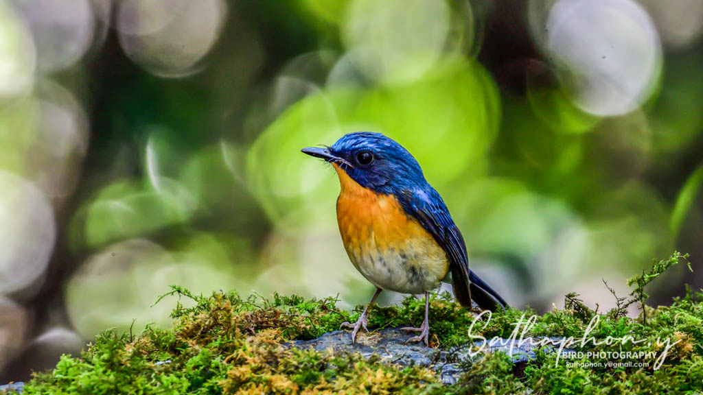 Wild bird photographed at the Bird Hide at Chiang Dao Hut