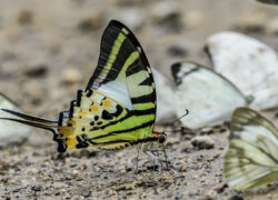 Colorful butterflies gathering for minerals near Chiang Dao Hut in Chiang Dao, Northern Thailand