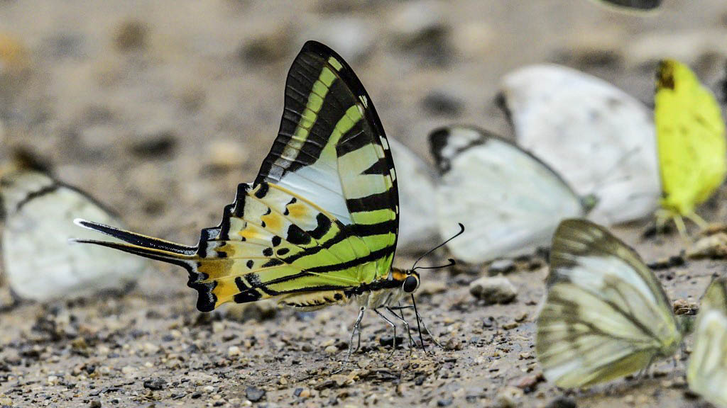 Colorful butterflies gathering for minerals near Chiang Dao Hut in Chiang Dao, Northern Thailand