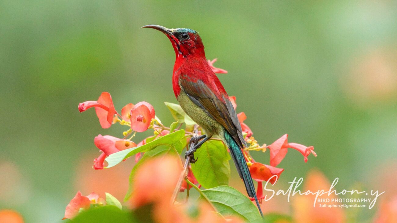 Crimson Sunbird feeding among Chinese Hat flowers at Chiang Dao Hut