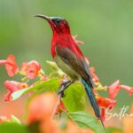 Crimson Sunbird feeding among Chinese Hat flowers at Chiang Dao Hut