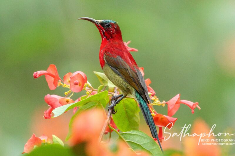Crimson Sunbird: A Colorful Visitor to the Gardens of Chiang Dao Hut