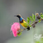 Bird visiting Pink Powder Puff flowers at Chiang Dao Hut in Chiang Dao, Thailand