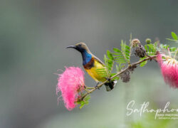 Bird visiting Pink Powder Puff flowers at Chiang Dao Hut in Chiang Dao, Thailand
