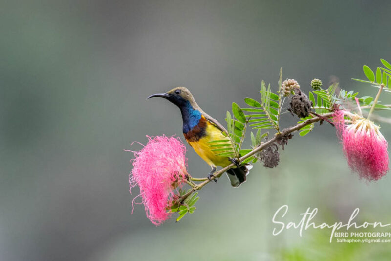 Bird visiting Pink Powder Puff flowers at Chiang Dao Hut in Chiang Dao, Thailand