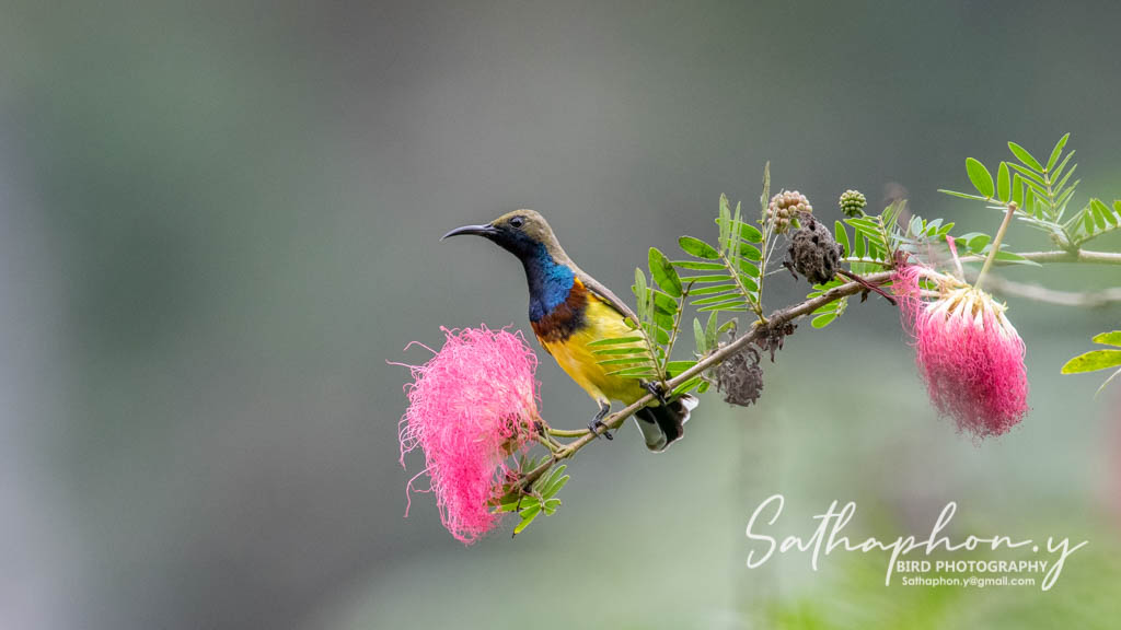 Bird visiting Pink Powder Puff flowers at Chiang Dao Hut in Chiang Dao, Thailand