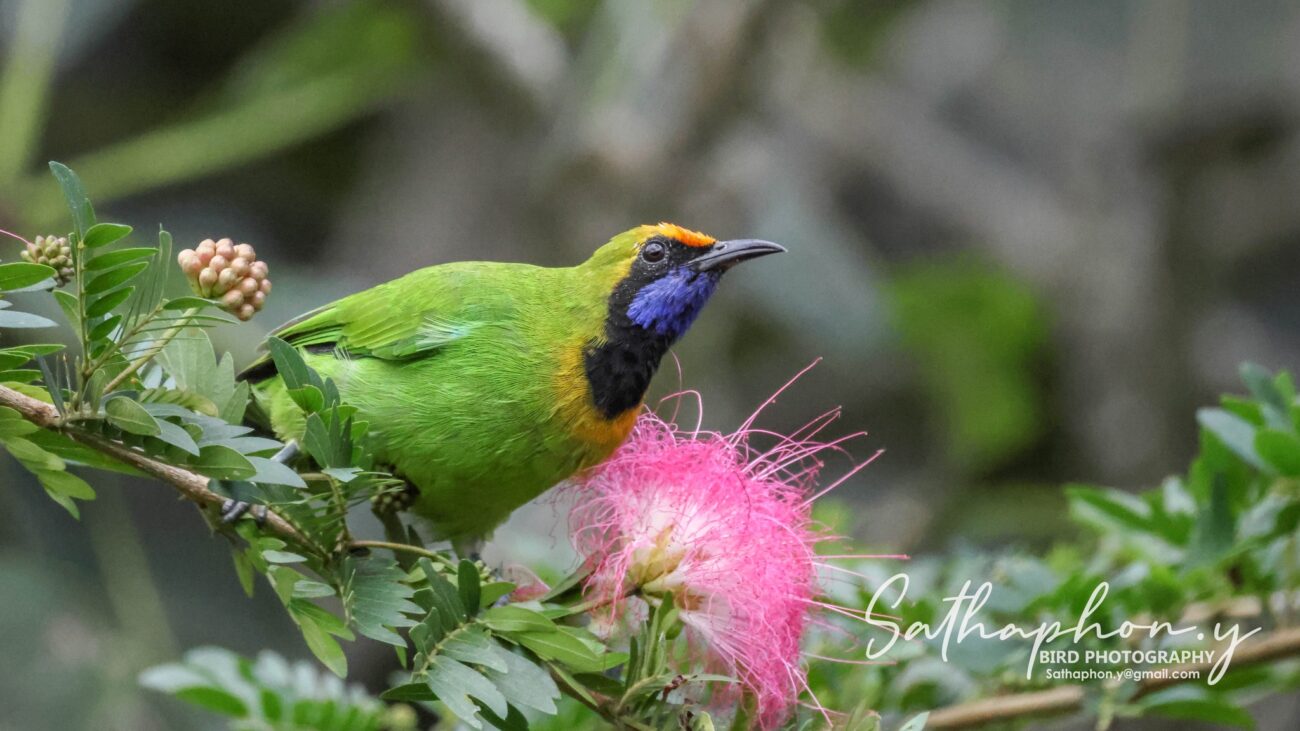 Golden-fronted Leafbird feeding on Pink Powder Puff flowers at Chiang Dao Hut