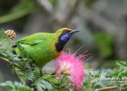 Golden-fronted Leafbird feeding on Pink Powder Puff flowers at Chiang Dao Hut