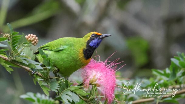 Golden-fronted Leafbird feeding on Pink Powder Puff flowers at Chiang Dao Hut