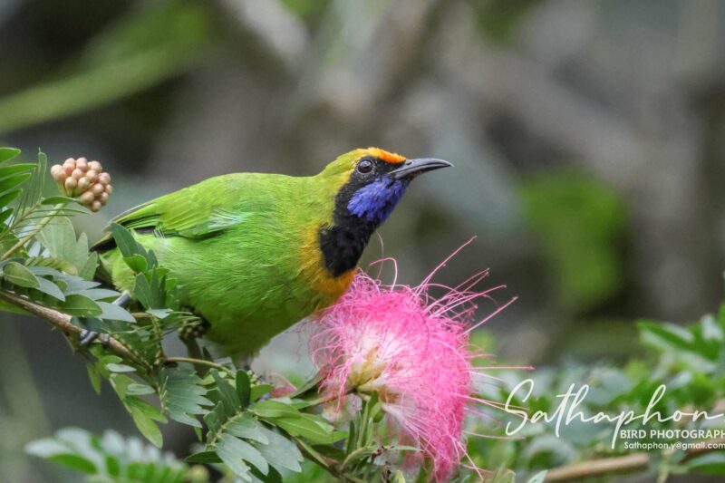 When the Pink Powder Puff Blooms: A Colorful Visitor at Chiang Dao Hut
