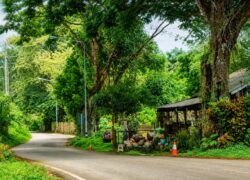 Green natural surroundings and garden at Chiang Dao Hut in Chiang Dao, Northern Thailand