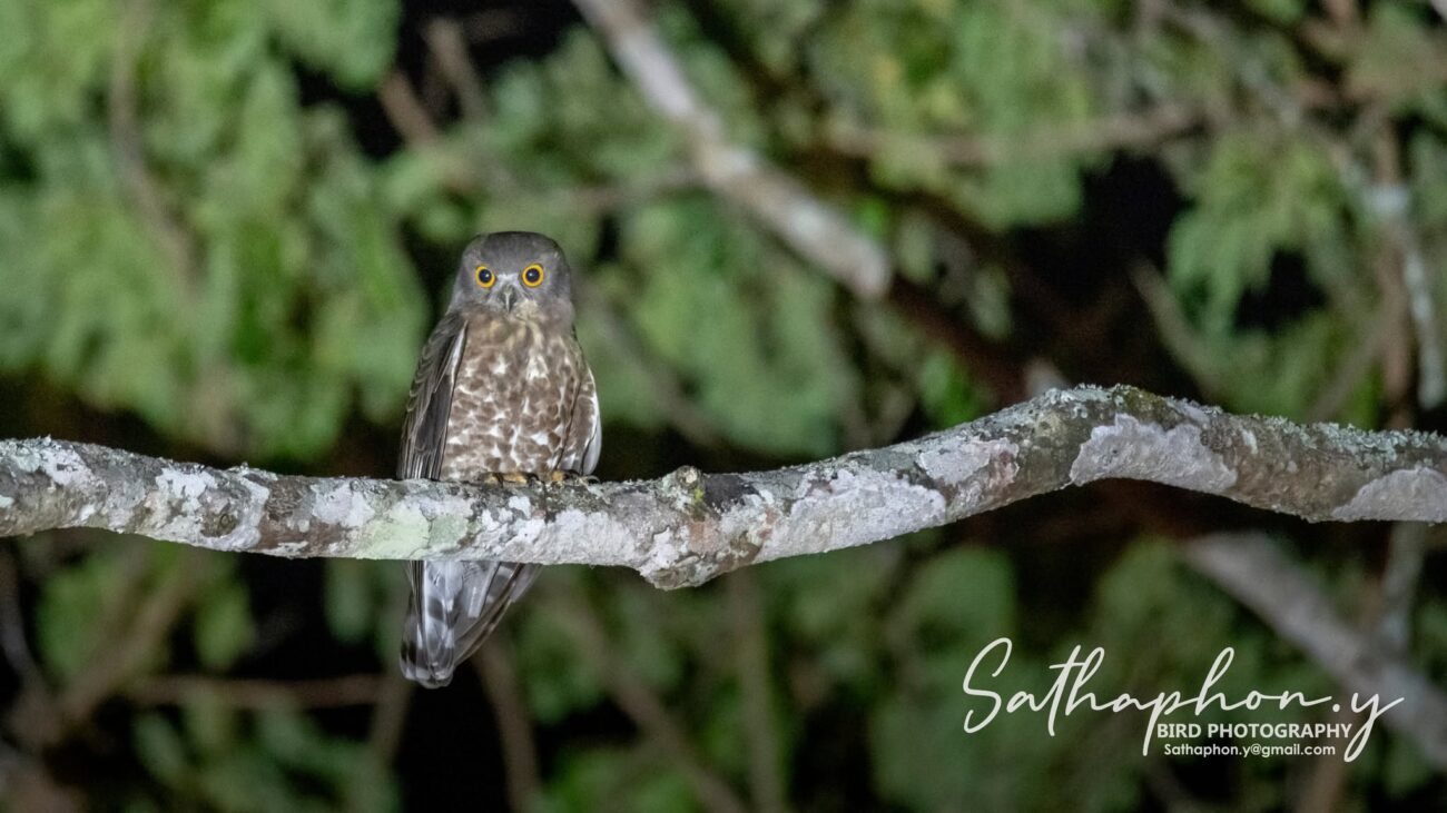 Owl photographed at night at Chiang Dao Hut in Chiang Dao, Northern Thailand