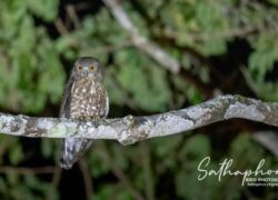 Owl photographed at night at Chiang Dao Hut in Chiang Dao, Northern Thailand