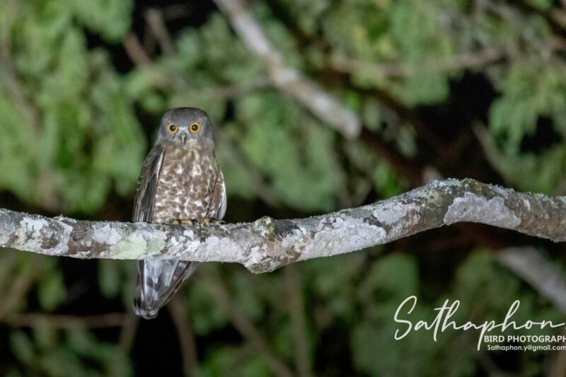 Night Birds at Chiang Dao Hut – Discovering Birds After Dark