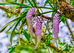 Wild orchids growing naturally at Chiang Dao Hut in Chiang Dao, Northern Thailand