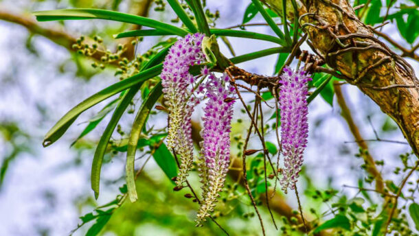 Wild orchids growing naturally at Chiang Dao Hut in Chiang Dao, Northern Thailand