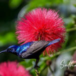 Male Purple Sunbird visiting flowers at Chiang Dao Hut in Chiang Dao, Thailand