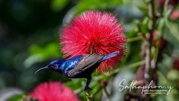 Male Purple Sunbird visiting flowers at Chiang Dao Hut in Chiang Dao, Thailand
