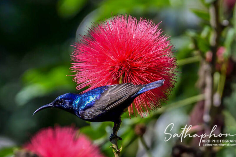 Purple Sunbird – A Nectar Visitor in the Gardens of Chiang Dao Hut