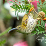 Streaked Spiderhunter feeding on Pink Powder Puff flowers at Chiang Dao Hut
