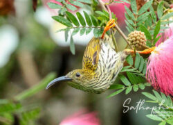Streaked Spiderhunter feeding on Pink Powder Puff flowers at Chiang Dao Hut