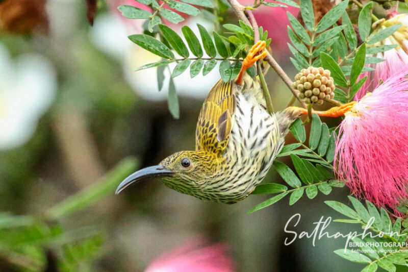 Streaked Spiderhunter feeding on Pink Powder Puff flowers at Chiang Dao Hut