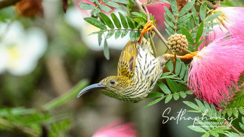 Streaked Spiderhunter feeding on Pink Powder Puff flowers at Chiang Dao Hut